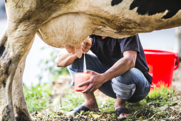 man-milking-cow_1205-313